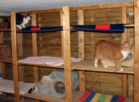 Katzen auf mehrstöckigen Holzpodesten in der Katzenpension der Tierarztpraxis Neuhaus