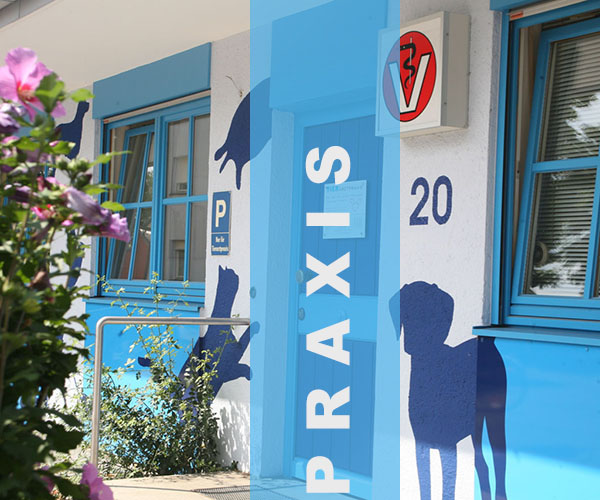 Eingang der Tierarztpraxis in Dachau mit blau gestrichener Fassade, Hundesilhouetten und dem Schriftzug Praxis